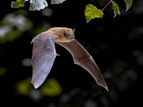 fliegende Fledermaus