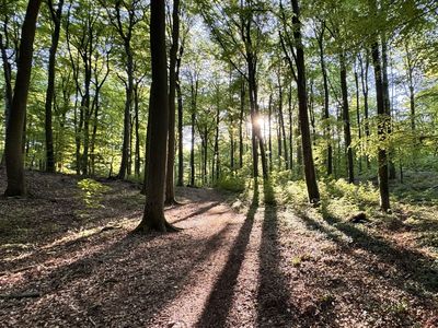 Symbolbild Wald