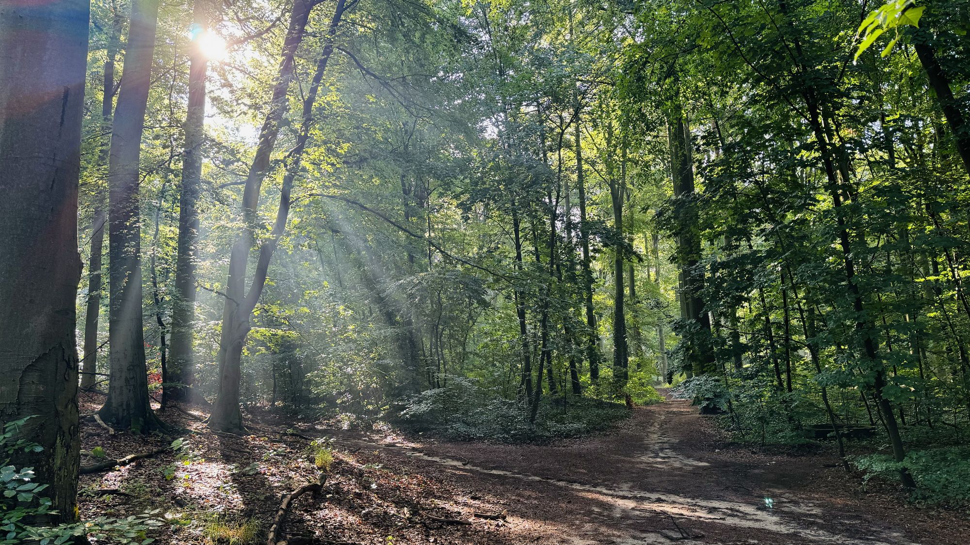 Bäume im Wald