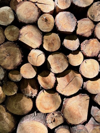 ein Stapel abgeerntetes Holz