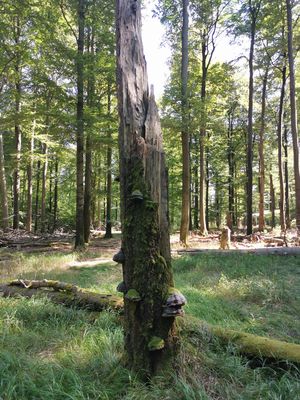 Totholz im Wald ein abgestorbener stehengelassener Baum im Wald