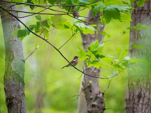 Buchfink im Wald Symbolbild für Vögel im Wald